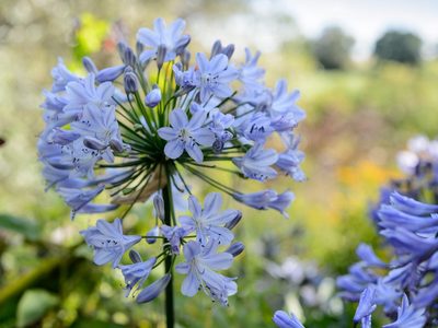 Bonita pero peligrosa: la planta que todos quieren en su jardín, pero esconde un secreto que nadie imagina