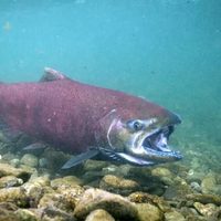 Alerta por el avance del salmón Chinook que amenaza el ecosistema de los ríos patagónicos