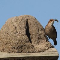 Curiosidades sobre el hornero: el pájaro que construye su nido con barro y de forma especial