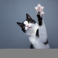 Con rollos de papel higiénico creá el juguete más divertido para tu gato y sin gastar una fortuna en el Pet Shop