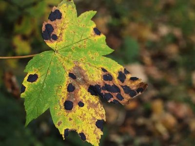 Por qué mis plantas tienen manchas negras y cómo erradicarlas