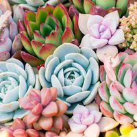 Mucho cuidado: estas son las plantas suculentas que no tenés que tener si hay mascotas en tu casa