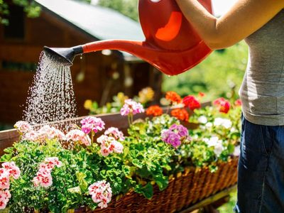 Regá tus plantas con este ingrediente de cocina para estimular su crecimiento y floración