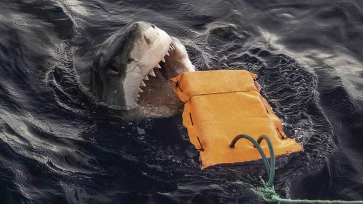 Un tiburón blanco investiga una muestra de uno de los materiales analizados.