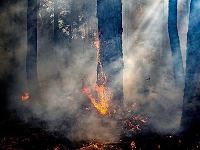 Michoacán: El desastre ambiental del "oro verde"