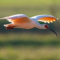 Había desaparecido por completo de Japón, pero ahora este pájaro renace de sus cenizas