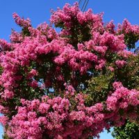 Conocé la planta perfecta para tu jardín en primavera-verano porque explota de hermosas flores