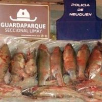 Secuestran 14 truchas y ganchos en control por pesca ilegal sobre la Ruta 40