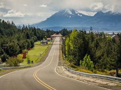 El secreto mejor guardado de la Patagonia: un bosque que conserva millones de años de historia
