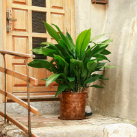 La planta de interior que es prácticamente indestructible y dura de matar, ideal para los poco cuidadosos