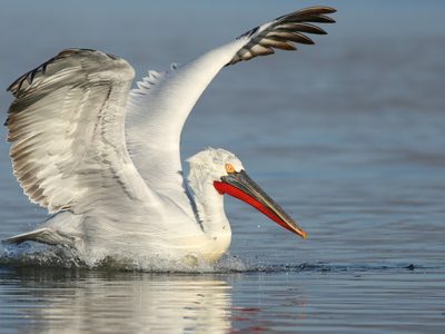 El sueño de los aventureros: avistaje de aves exóticas en Bulgaria