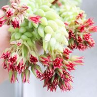Cuál es el secreto para que florezca la suculenta Sedum Morganianum