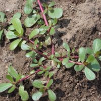 Propiedades de la verdolaga, la suculenta comestible y supernutritiva