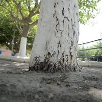 Si querés plantar un árbol en el frente de tu casa, pero no querés que te levante la vereda, seguí este consejo