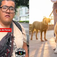 Paseador de perros sorprende con lo que gana al mes, más que un profesionista