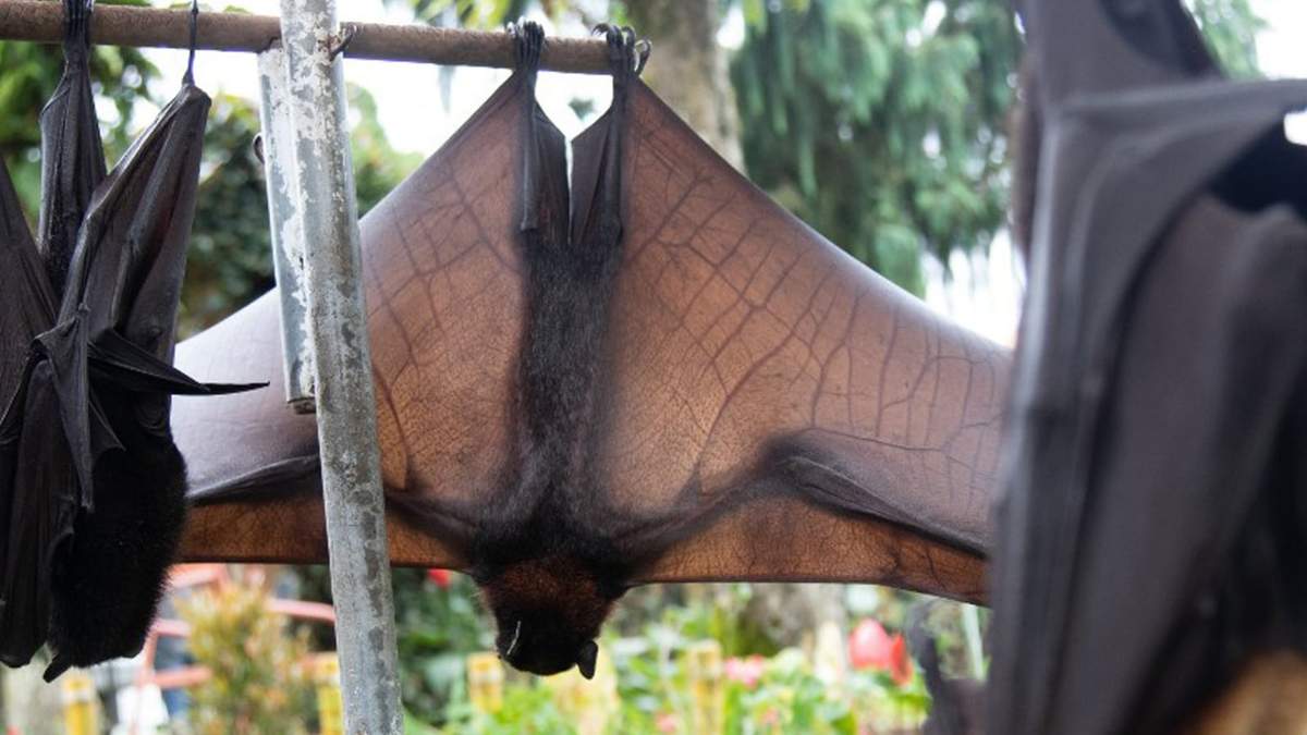 El murciélago fue encontrado en la provincia de Santa Fe. Fuente: (Twitter)