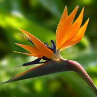 La exótica planta que parece un pajarito y que es una de las más buscadas para decorar