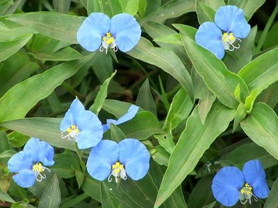 No la saques: esta planta crece como yuyo en tu jardín, pero es un verdadero tesoro
