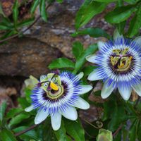 La planta de pocos cuidados que crece sola en cualquier lado y esconde muchos beneficios para tu salud