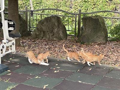 Por matar a 76 gatos condenan a un año y dos meses de prisión a surcoreano