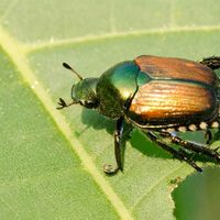 Curiosidades del Escarabajo: el insecto al que muchos confunden con plagas, pero que cumple un rol crucial