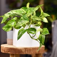 En el baño, en agua y frasco de vidrio: la planta que elimina por completo las malas energías de tu hogar