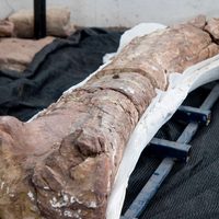 Presentaron en Villa El Chocón a Sidersaura marae, un nuevo hallazgo paleontológico