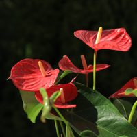 La forma simple de propagar el Anturio, la exótica planta cuyas flores parecen de plástico