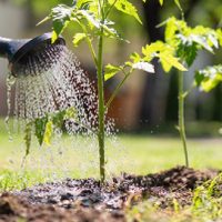 La planta que todos riegan mal en verano (y cómo salvarla antes de que se queme)