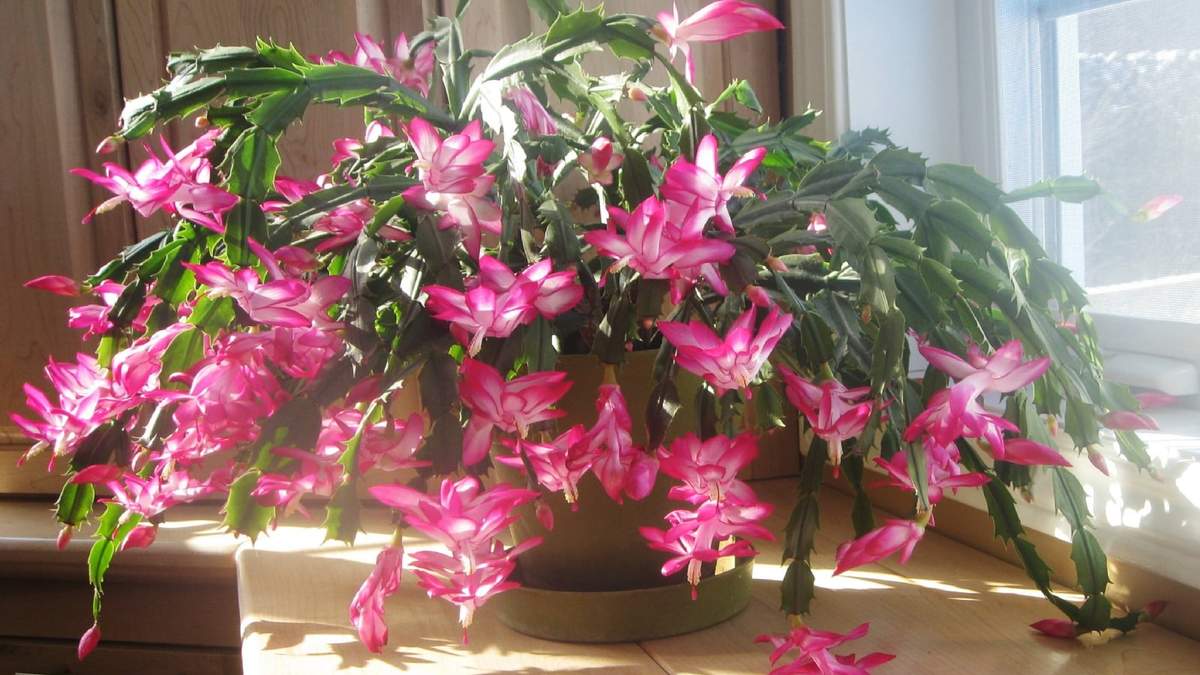 Cactus de Navidad.. Fuente:(X).