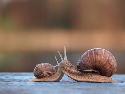 El truco de los expertos para terminar con la plaga de babosas y caracoles en tu jardín