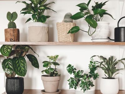 4 plantas hermosas y fáciles de cuidar que no necesitan luz solar
