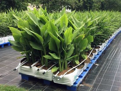 Tomá nota: el secreto para cultivar cúrcuma con éxito en tu casa en menos de 1 año