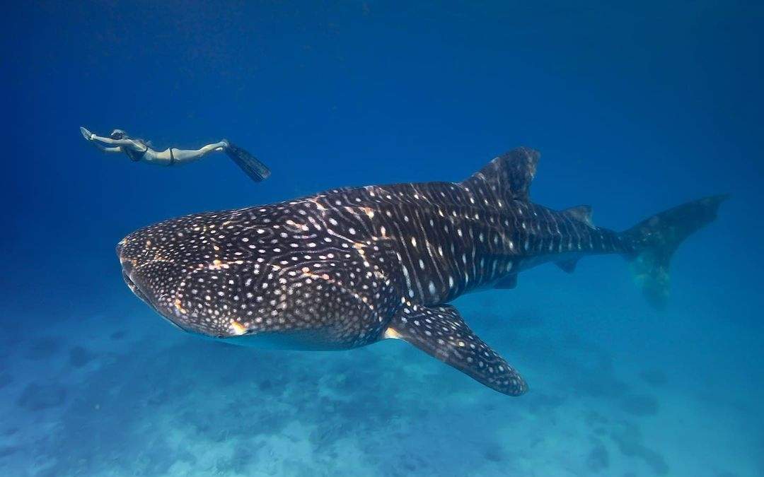 La bióloga, en una de sus expediciones submarinas
