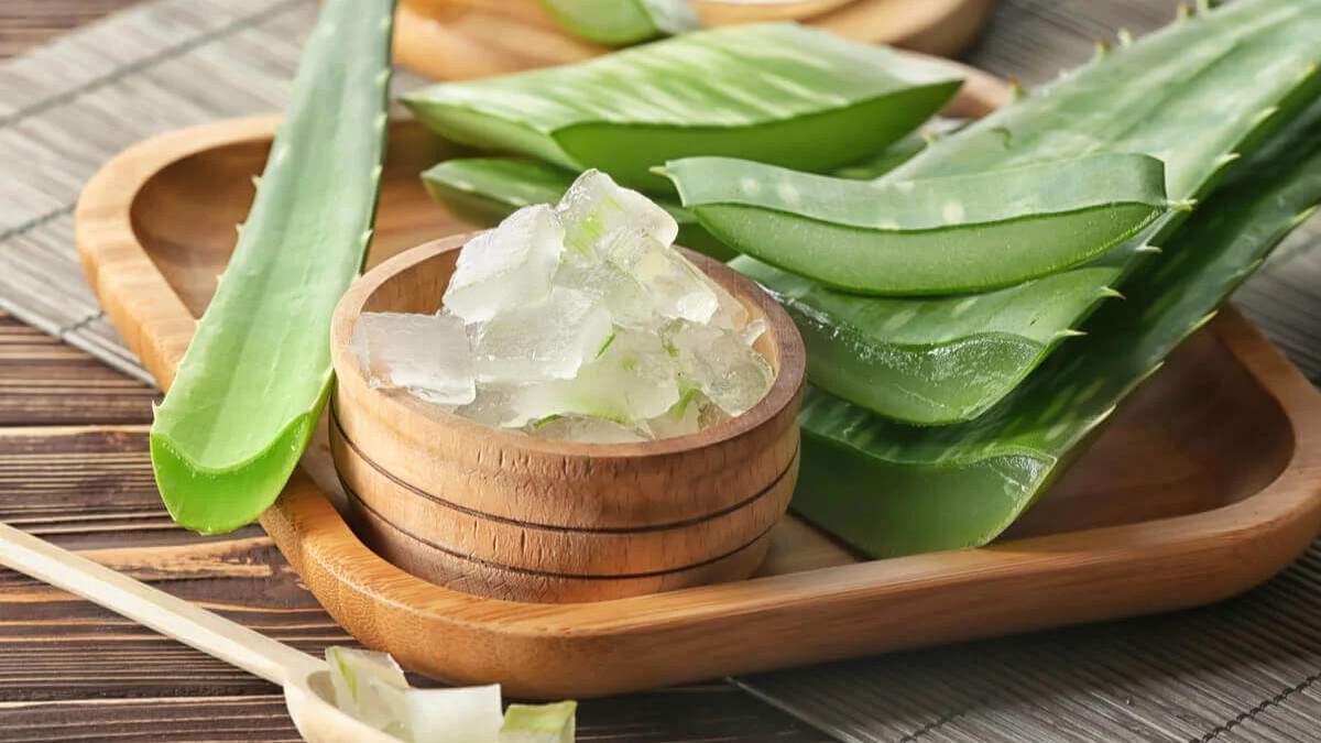 Aloe Vera. Fuente: (Instagram)