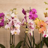 La planta que no necesita muchos cuidados y regala las flores más lindas al interior de tu casa