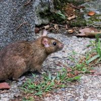 La Patagonia en alerta: se confirmó un caso de hantavirus