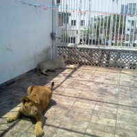 La Profepa asegura dos leones y tres guacamayas en un domicilio de la delegación Iztacalco