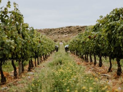 Cinco propuestas para conocer viñedos y bodegas de Neuquén