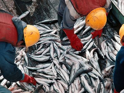 Adiós a las retenciones en productos de pesca