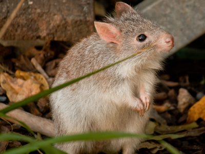 Científicos descubren una nueva especie de marsupial “fantasma” en el bosque australiano