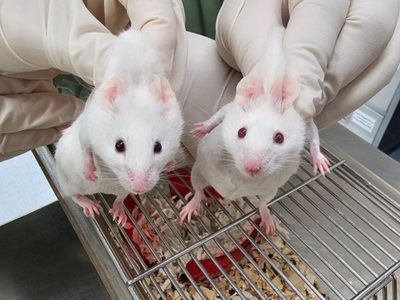 Recrean un ratón a partir de un gen en un organismo unicelular