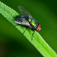 Curiosidades de la mosca verde, el insecto que nadie quiere tener cerca pero que esconde un secreto que pocos imaginan