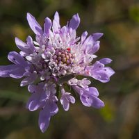 Si sembrás esta flor, seguramente nunca se vaya de tu jardín: florece en verano y otoño y se propaga fácilmente
