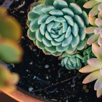 Rosa mística: cómo cuidar esta hermosa suculenta que atrae el dinero y la buena suerte