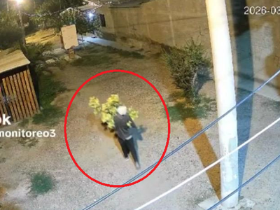 Como pancho por su casa: trasladaba una planta gigante de "marihuana" y lo engancharon