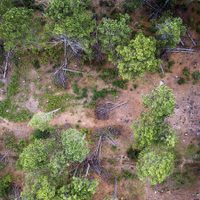 Depredadores del bosque: Paisajes de la deforestación en México