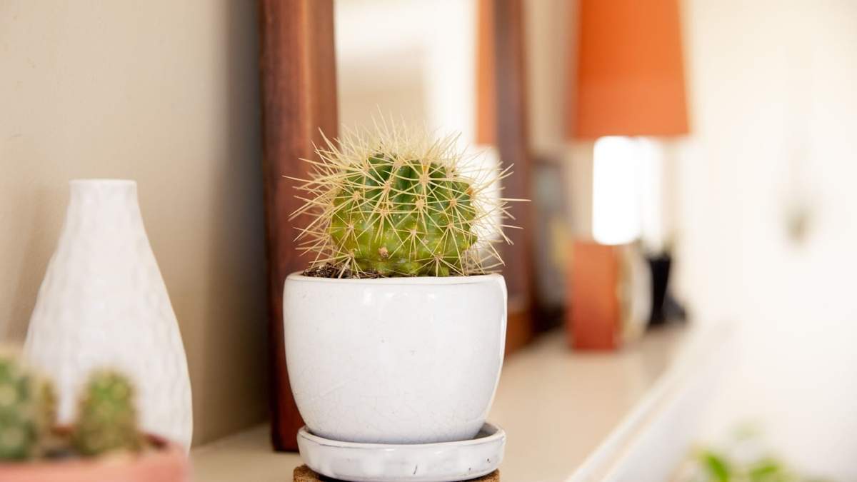 Cactus. Fuente: (Instagram)