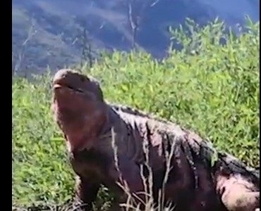 Galápagos: identifican crías de iguana rosada en extinción
