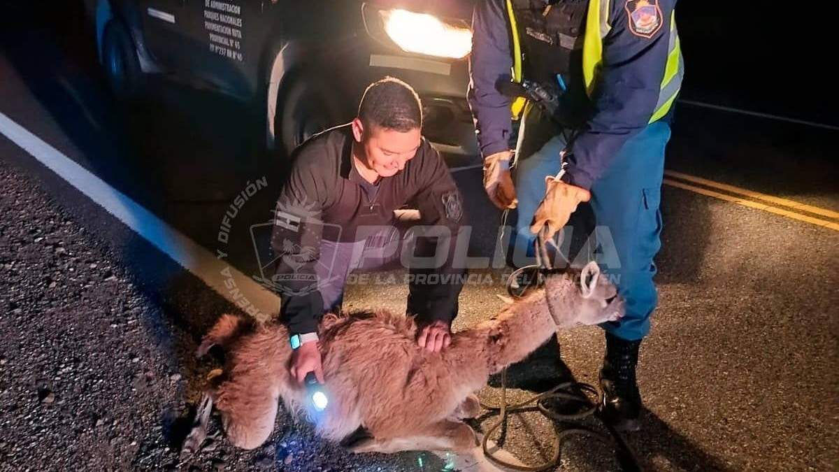 La policia rescató a un guanaco cerca de Villa La Angostura. Fuente: (Policía del Neuquén)